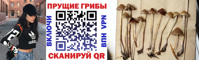 даркнет сайт  блэк спрут вход  Псилоцибиновые грибы GOLDEN TEACHER  Олонец 